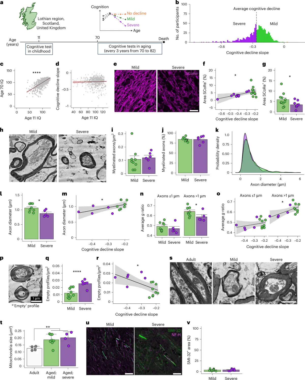 Study figure comparing cognitive decline trajectories with human myelin microscopy and axon measurements